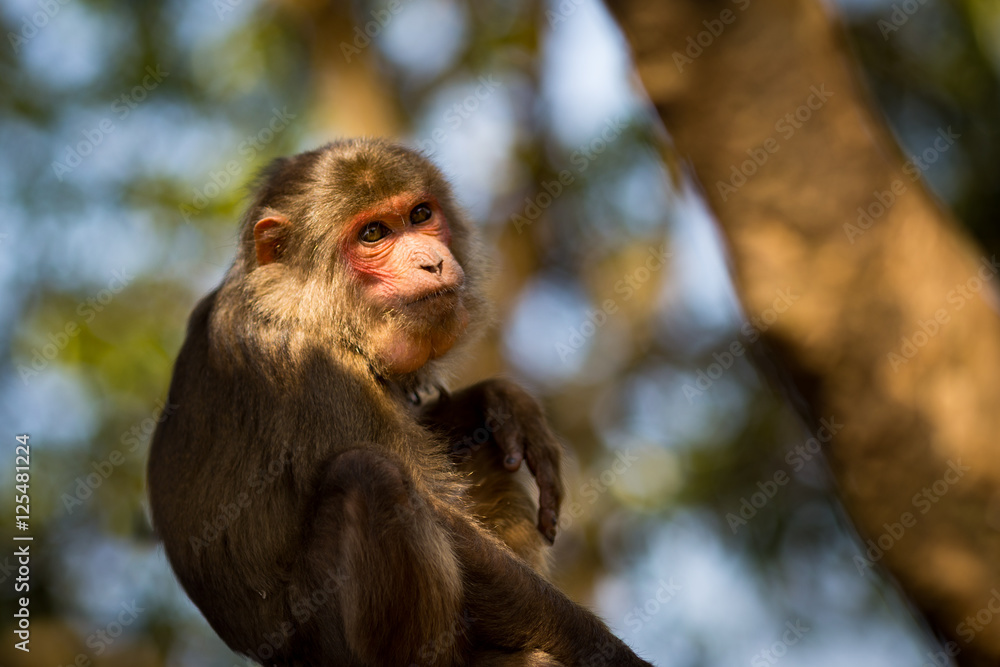Monkey in the sunlight in a forrest in Dalat, Vietnam Monkey in the sunlight in a forrest in Dalat, Vietnam
