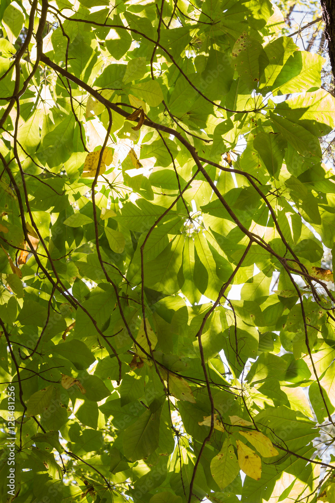 Fall Mountain forest Fall Mountain forest