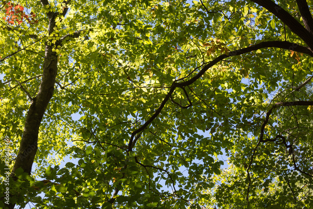 Fototapeta premium Fall Mountain forest