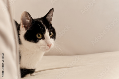Chat noir et blanc assis