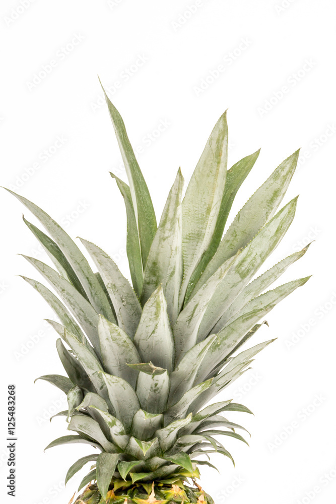 Ananas Ananas
