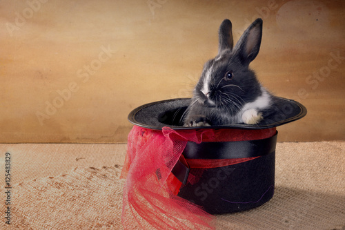 Miniature Dutch rabbit in a magic hat. foci photo