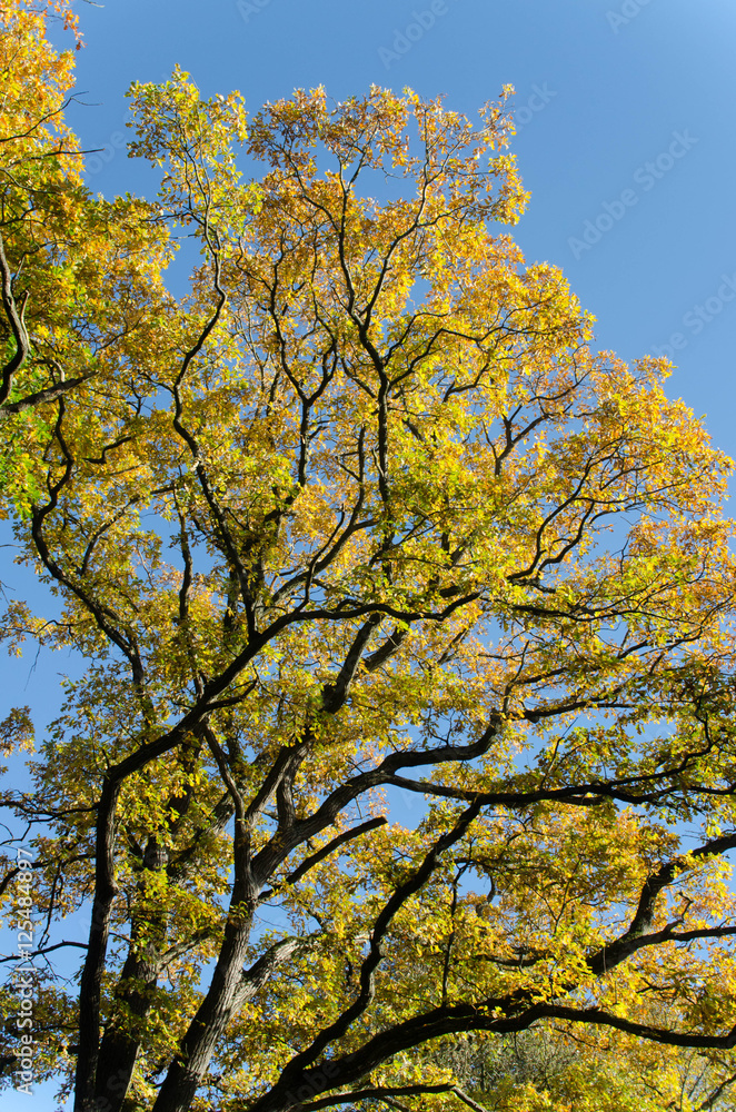 feuilles d'automne feuilles d'automne