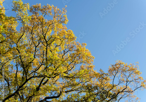 feuilles d automne