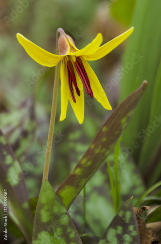 Fototapeta Naklejka Na Ścianę i Meble -  612-29 Trout Lily