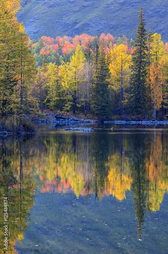 Fototapeta Naklejka Na Ścianę i Meble -  autumn forest reflected in water in the evening