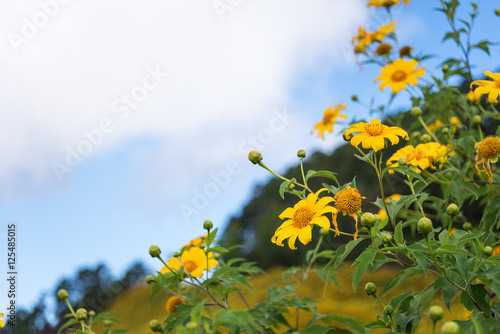 Mexican sunflower blooming valley  Tung Bua Tong   at Doi Mea U Koh in Maehongson Province  Thailand.