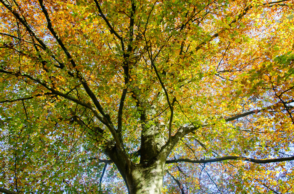Fototapeta premium feuilles d'automne