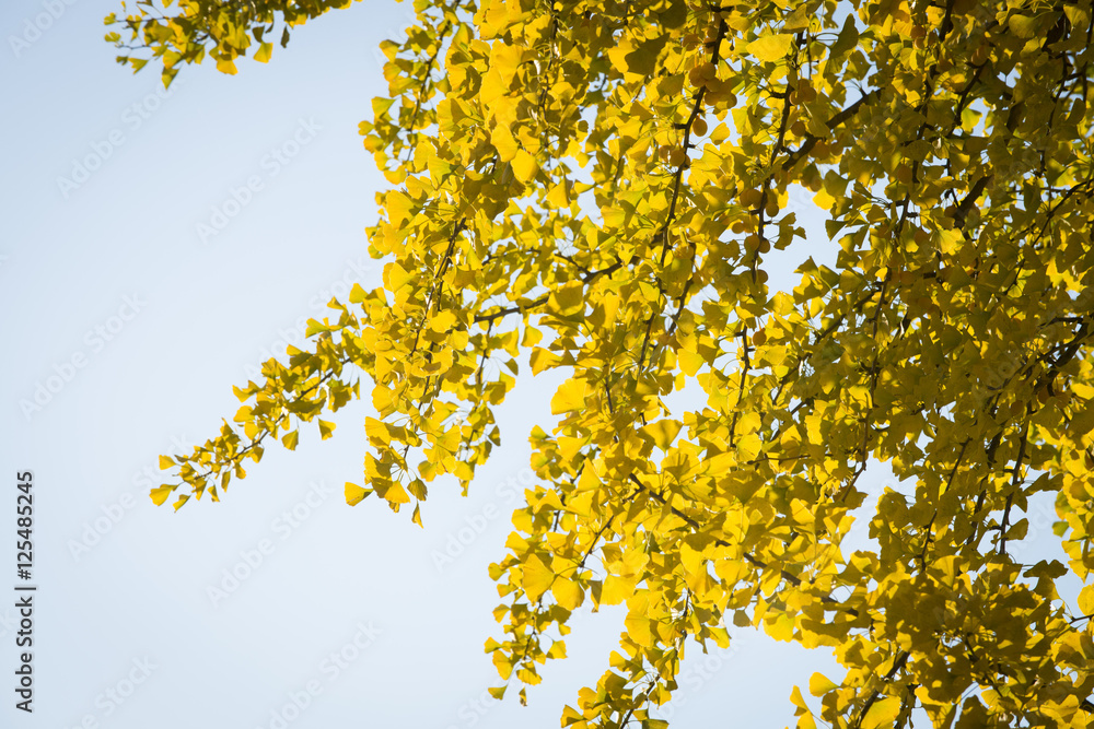 Gingko Gingko