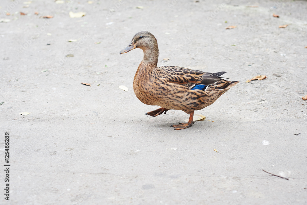 Beautifull colored duck walking on the zoo Beautifull colored duck walking on the zoo