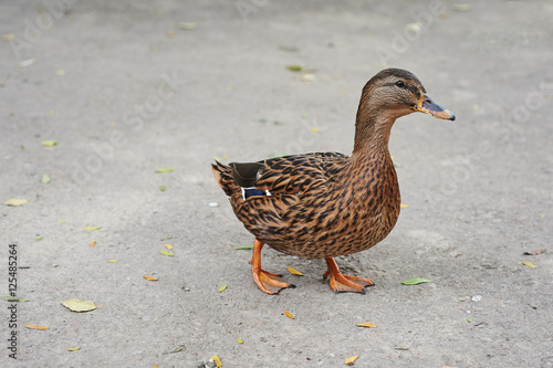 Beautifull colored duck walking on the zoo