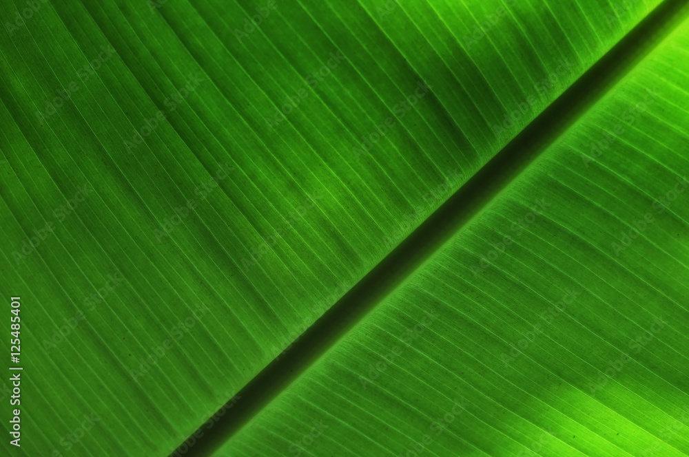Closeup banana leaf, Southeast Asia plant concept and light and dark of texture idea. Closeup banana leaf, Southeast Asia plant concept and light and dark of texture idea.