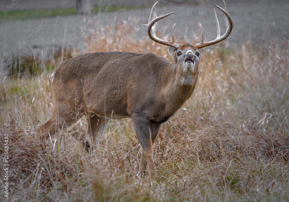 white tail deer calling a female during the rut. Stock Photo Adobe Stock