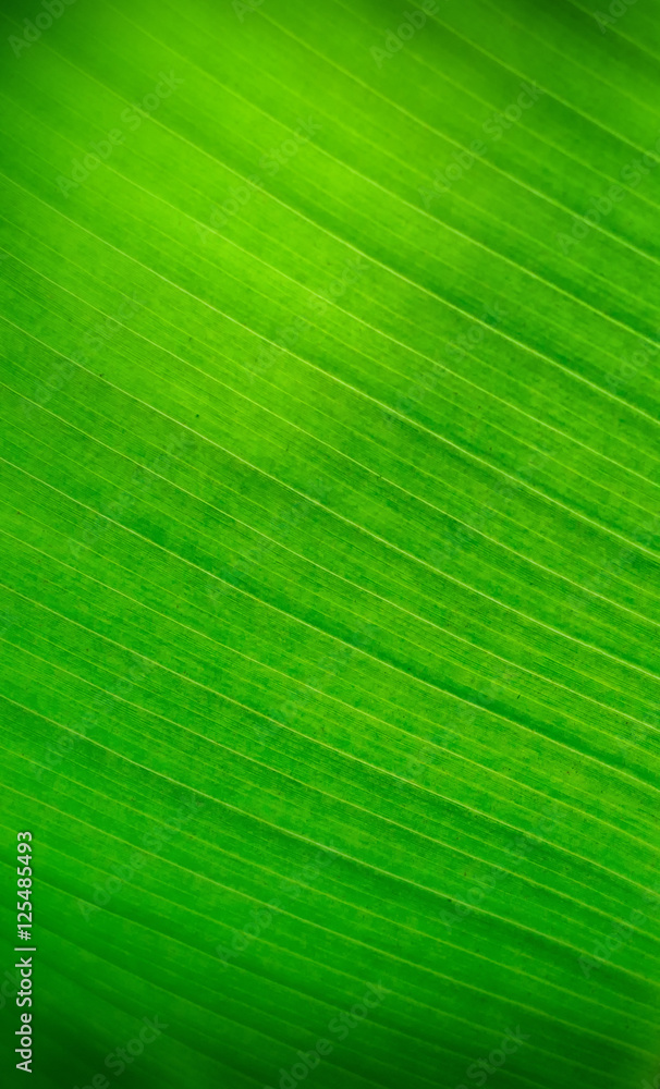 Soft focus of banana leaf, Southeast Asia plant concept and dark and light texture idea