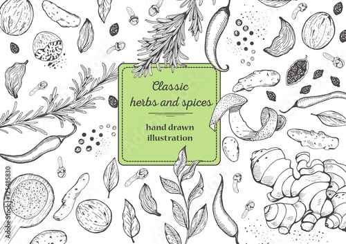 Spice and herbs top view frame. Vintage hand drawn sketch vector illustration. White background. Vector Design template.