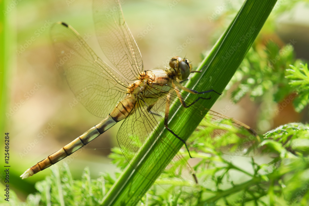 Sympetrum flaveolum Sympetrum flaveolum