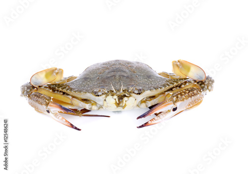 serra ted mud crab isolated  on white background