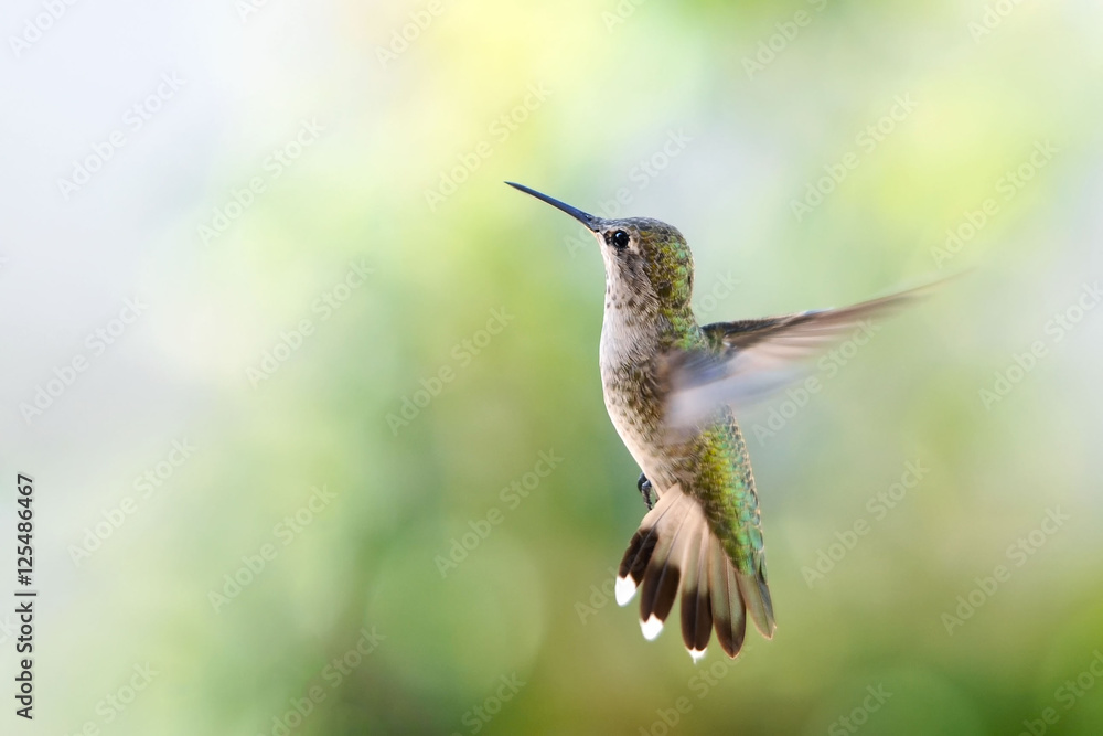 Fototapeta premium Hummingbird hovering