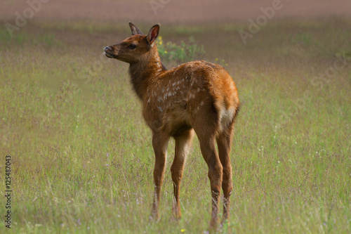 Baby Elk