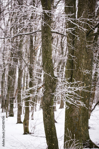 Hoarfrost in frosty day on the branches of the tree. The trees in the Park. Crystals of frost. Place for text. Calendar, poster, design. Strong frost.