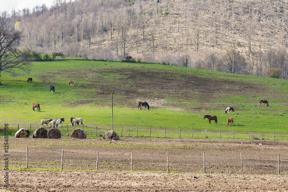 Rural scene with horses Rural scene with horses