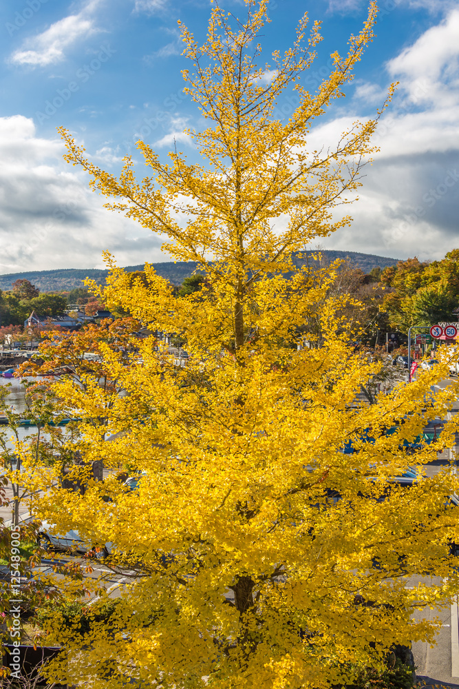 Fototapeta premium The Ginkgo tree.Background mountains and sky and Lake Yamanaka.