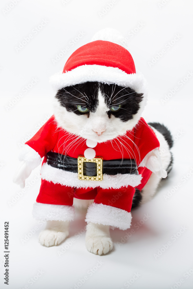 standing cat in Santa Claus hat on studio white background. Christmas holiday concept in vertical. standing cat in Santa Claus hat on studio white background. Christmas holiday concept in vertical.