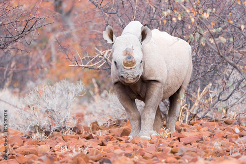 Nashorn im Steintal, Grootberg, Namibia photo