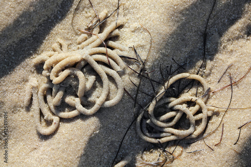 Quadro su tela Macro shot of Heaps of Lugworm in the tidal flats at low tide