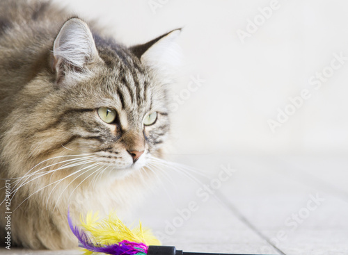 Fototapeta Naklejka Na Ścianę i Meble -  brown long haired cat with a toy