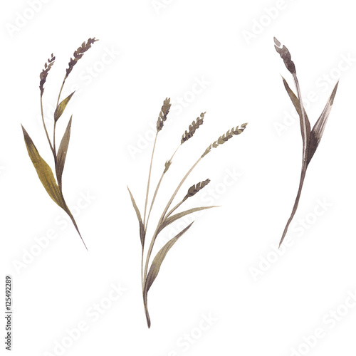Wildflower wheat flower in a watercolor style isolated.