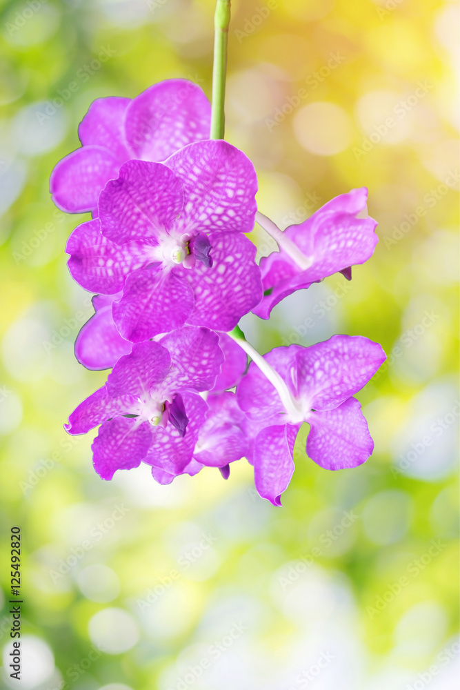 Beautiful pink orchid with colorful green nature background.