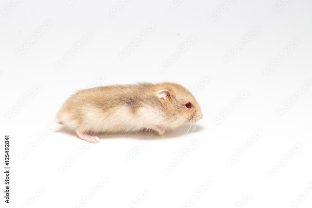 LIttle and Cute Hamster