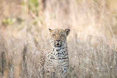 A Leopard blending in in the high grass.