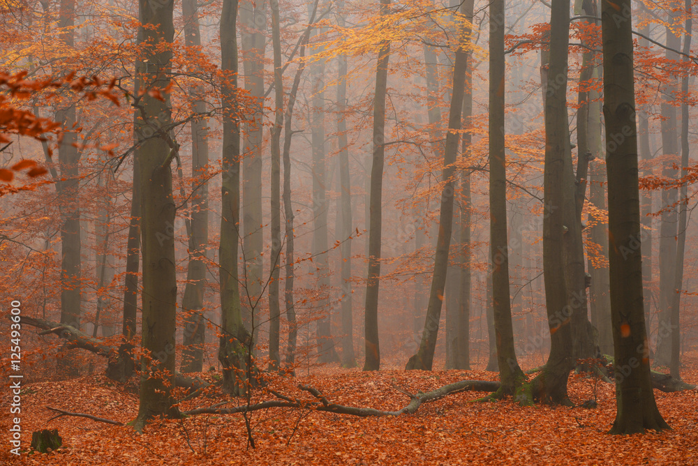 Obraz premium Autumn forest