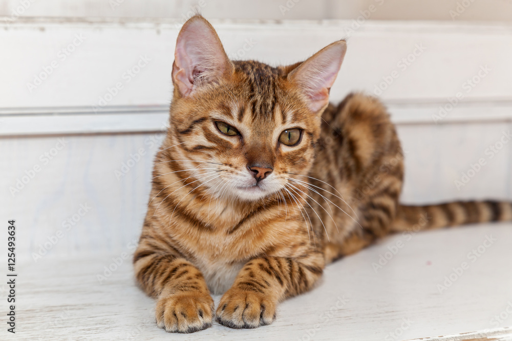 Bengal cat Bengal cat