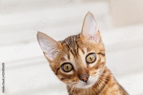 Fototapeta Naklejka Na Ścianę i Meble -  Bengal kitten