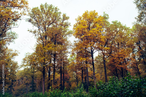 Осенний лес. 4 © Dead_inside