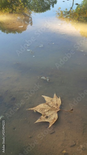 foglia sulla superficie dell'acqua photo