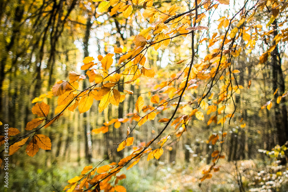 Abstract autumn forest blur background