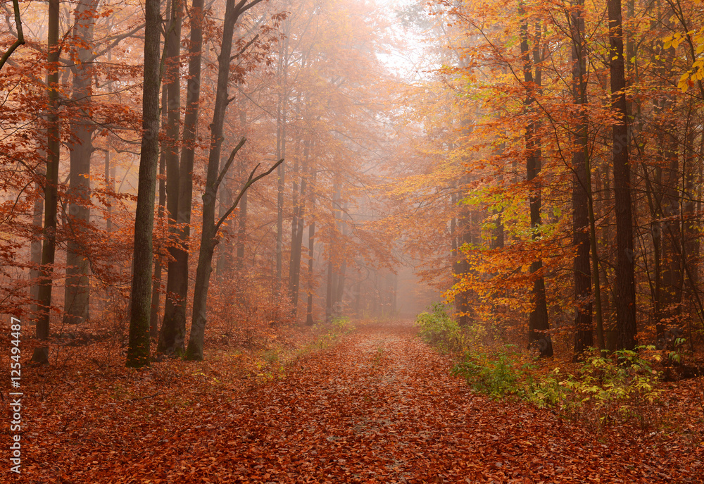 Obraz premium Autumn forest