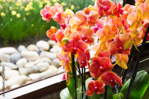 Fototapeta Naklejka Na Ścianę i Meble -  Colorful orchids in flowerpots on flower show