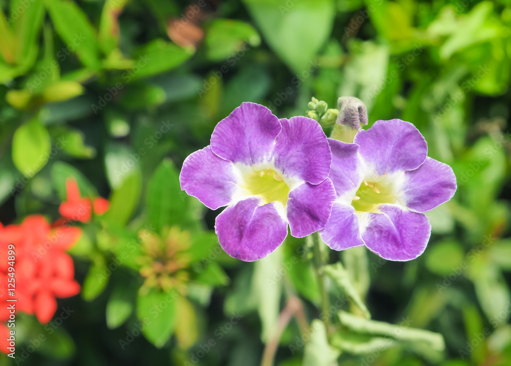 Beautiful blue purple flower in the garden, Selective focus with place your text 