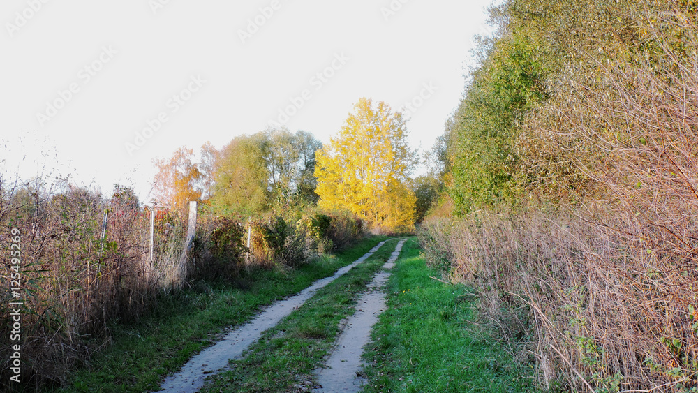 Naklejka premium Feldweg im Sonnenschein