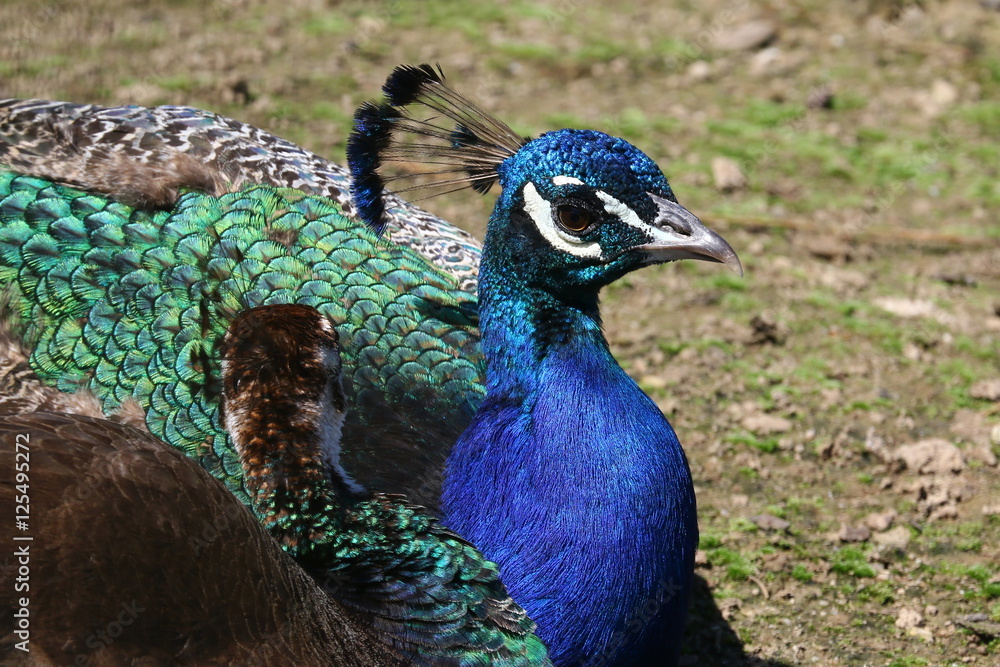 Männlicher und weiblicher Pfau ruhen in der Sonne, Pavo christatus Männlicher und weiblicher Pfau ruhen in der Sonne, Pavo christatus