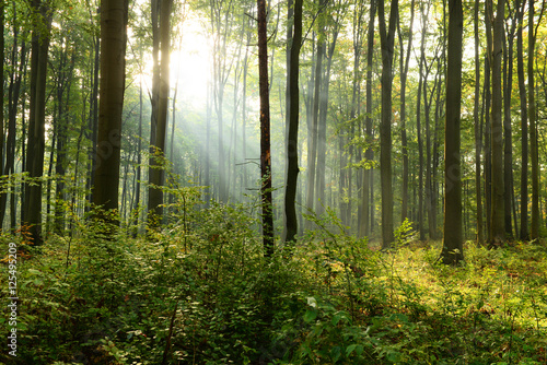 Fototapeta Naklejka Na Ścianę i Meble -  Morning in the forest