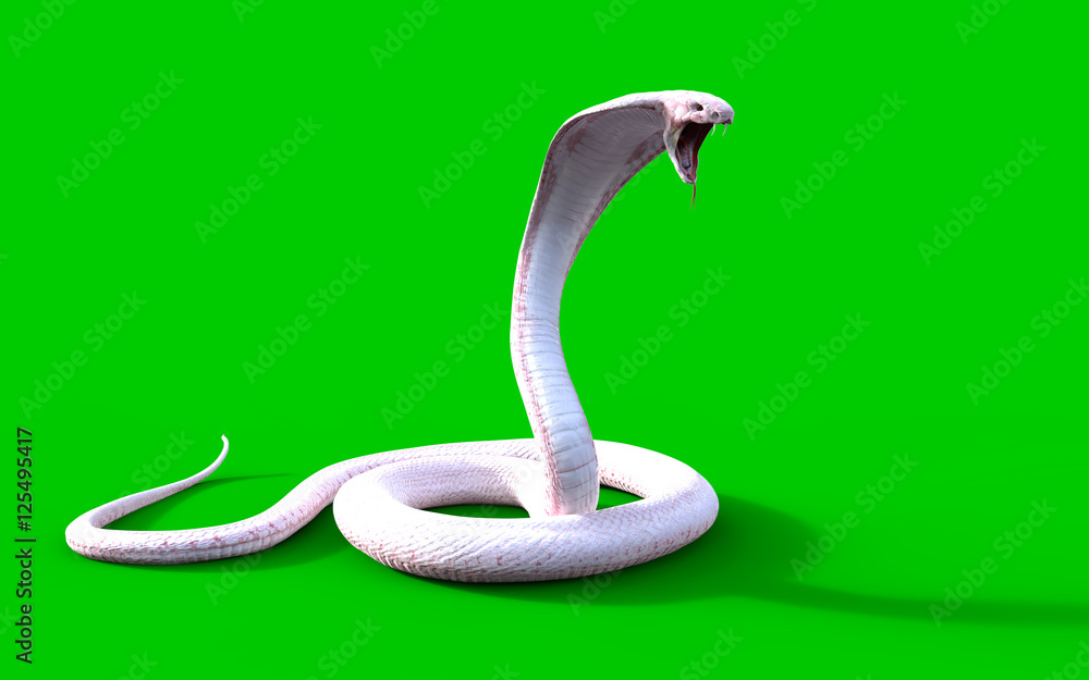 Obraz premium 3d Albino king cobra snake isolated on green background, snake attack, king cobra