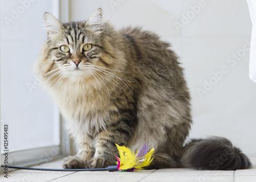 Fototapeta Naklejka Na Ścianę i Meble -  brown long haired cat with a toy