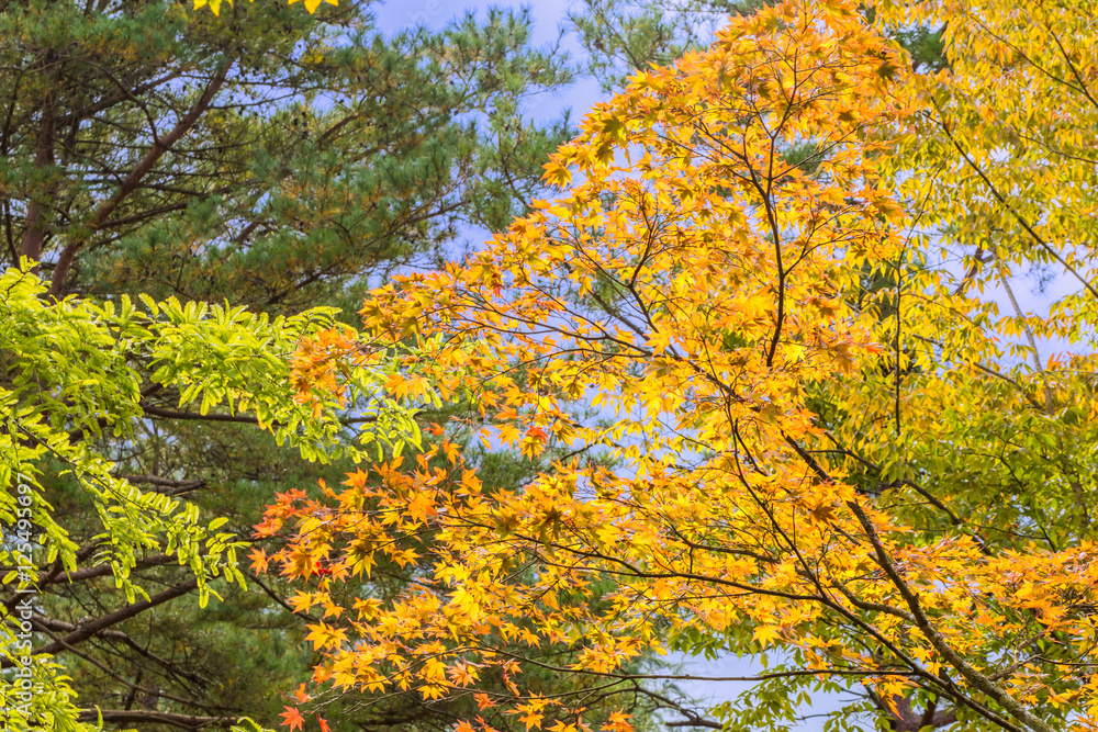 The tree and leaves of maple. Background is the fall foliage. The tree and leaves of maple. Background is the fall foliage.