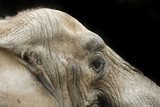 Portrait of Old Elephant 